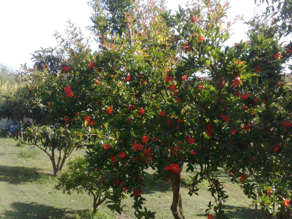 B&B Il Giardino Di Gabri Рим Экстерьер фото